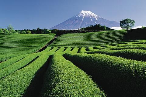 Comment puis-je être un touriste respectueux au Japon ?