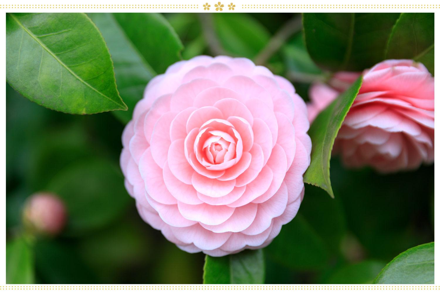Quelle fleur japonaise signifie l’amour ?