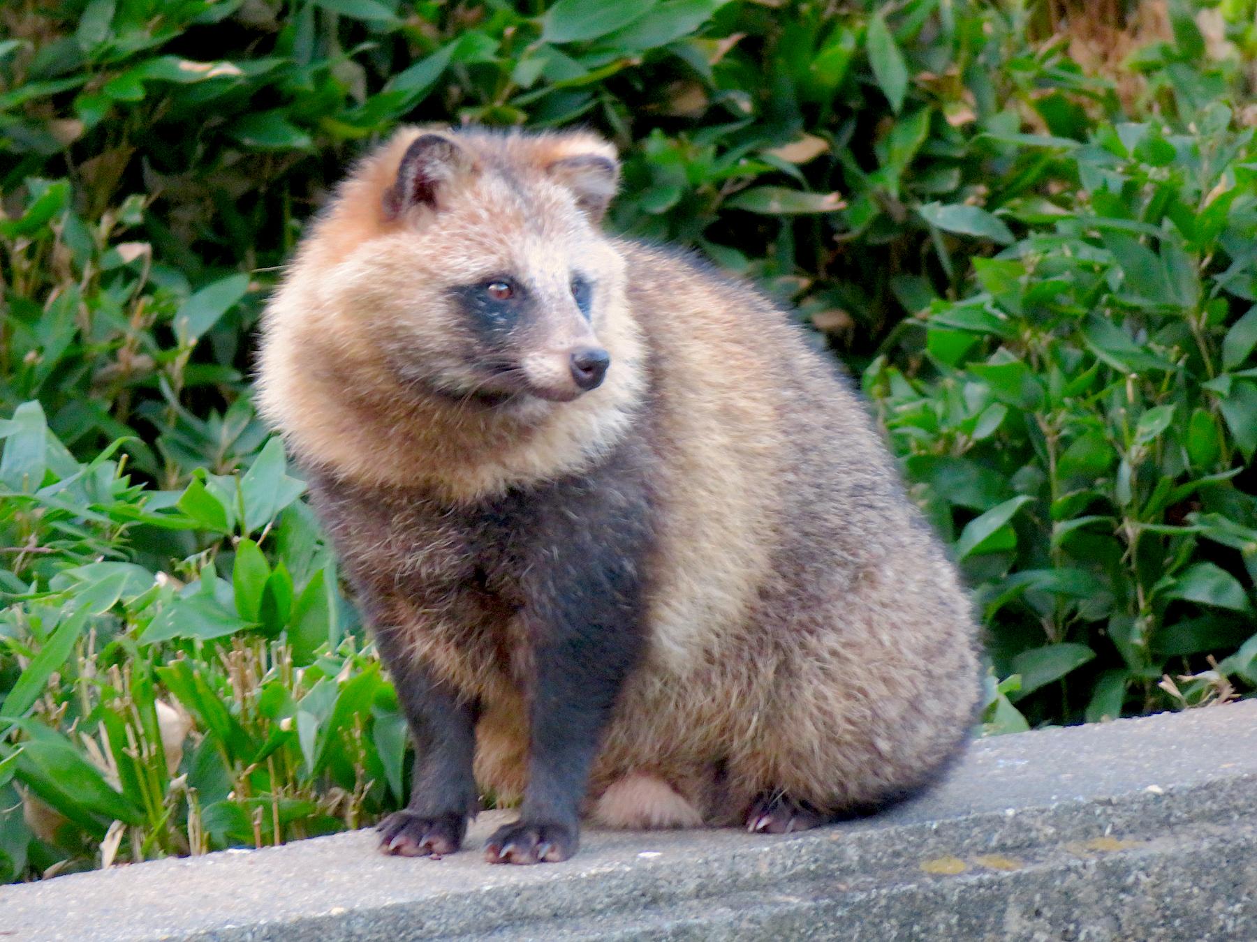 Quel est l’animal le plus rare du Japon ?