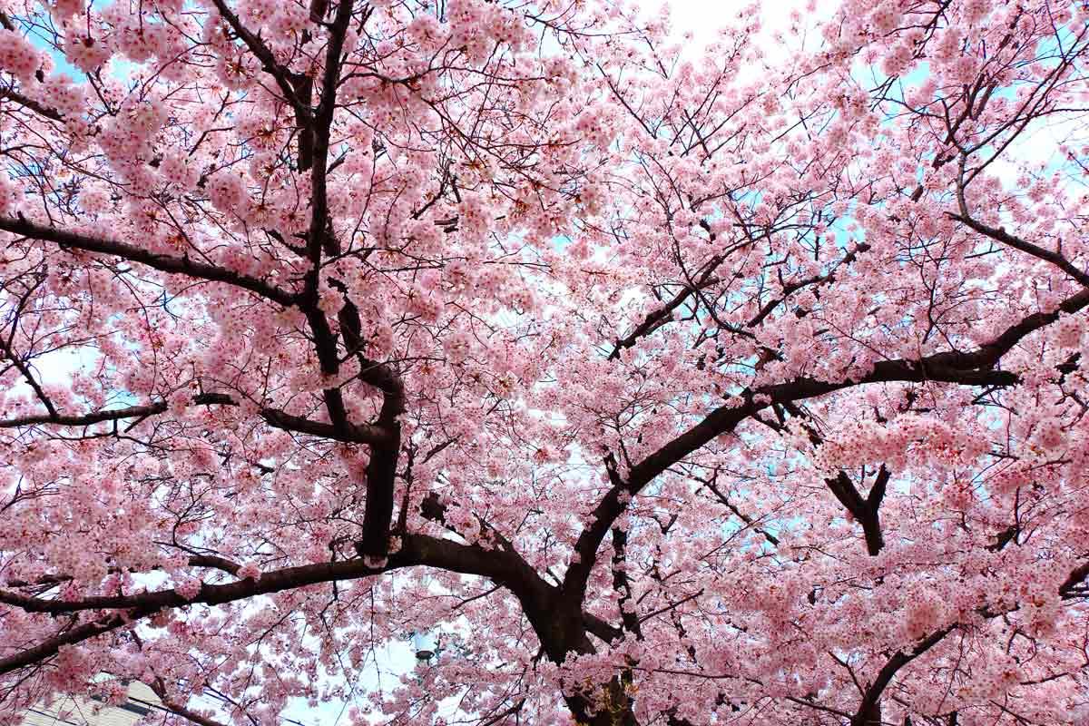 Quel mois marque la floraison des cerisiers au Japon en 2023 ?