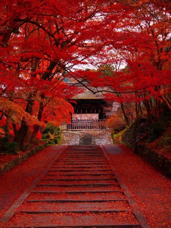 Puis-je porter du rouge au Japon ?