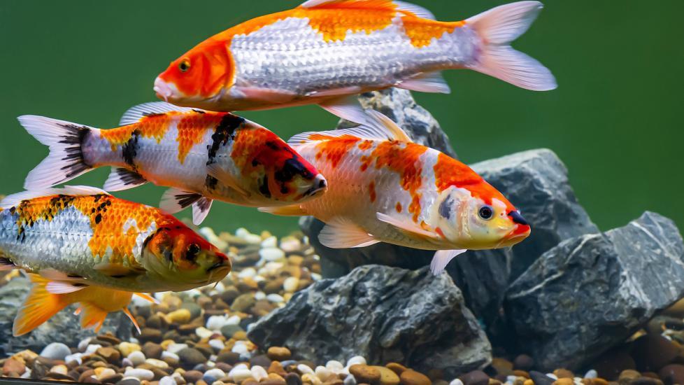 Qu’est-ce que koi en japonais ?