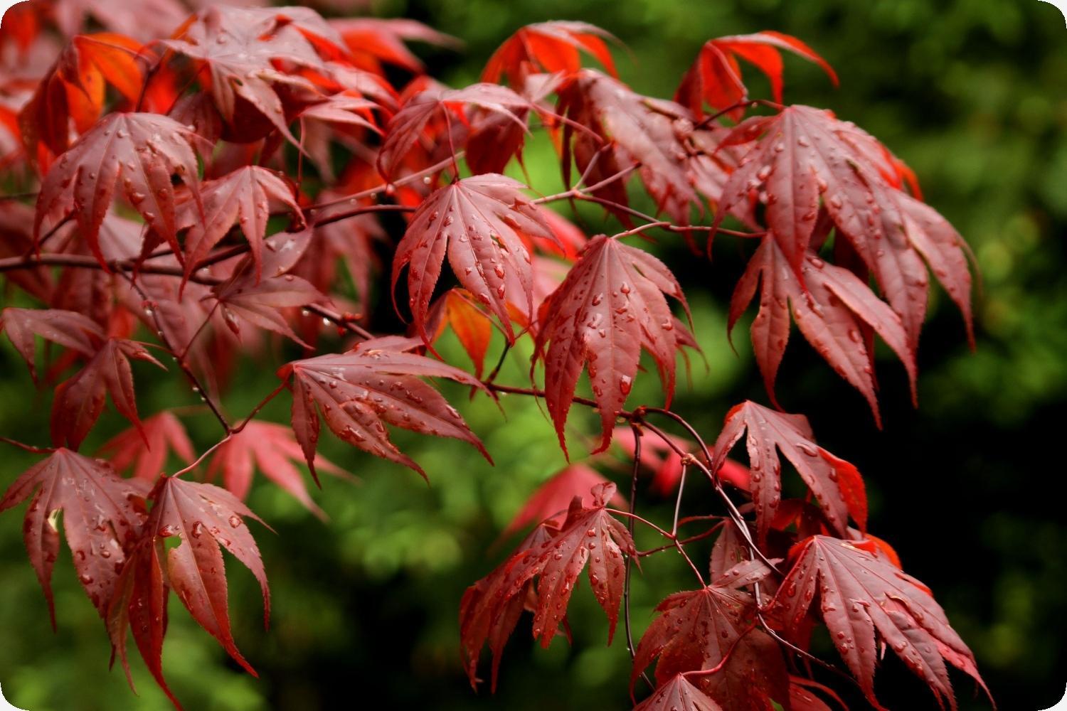 Est-ce que roter est impoli au Japon ?