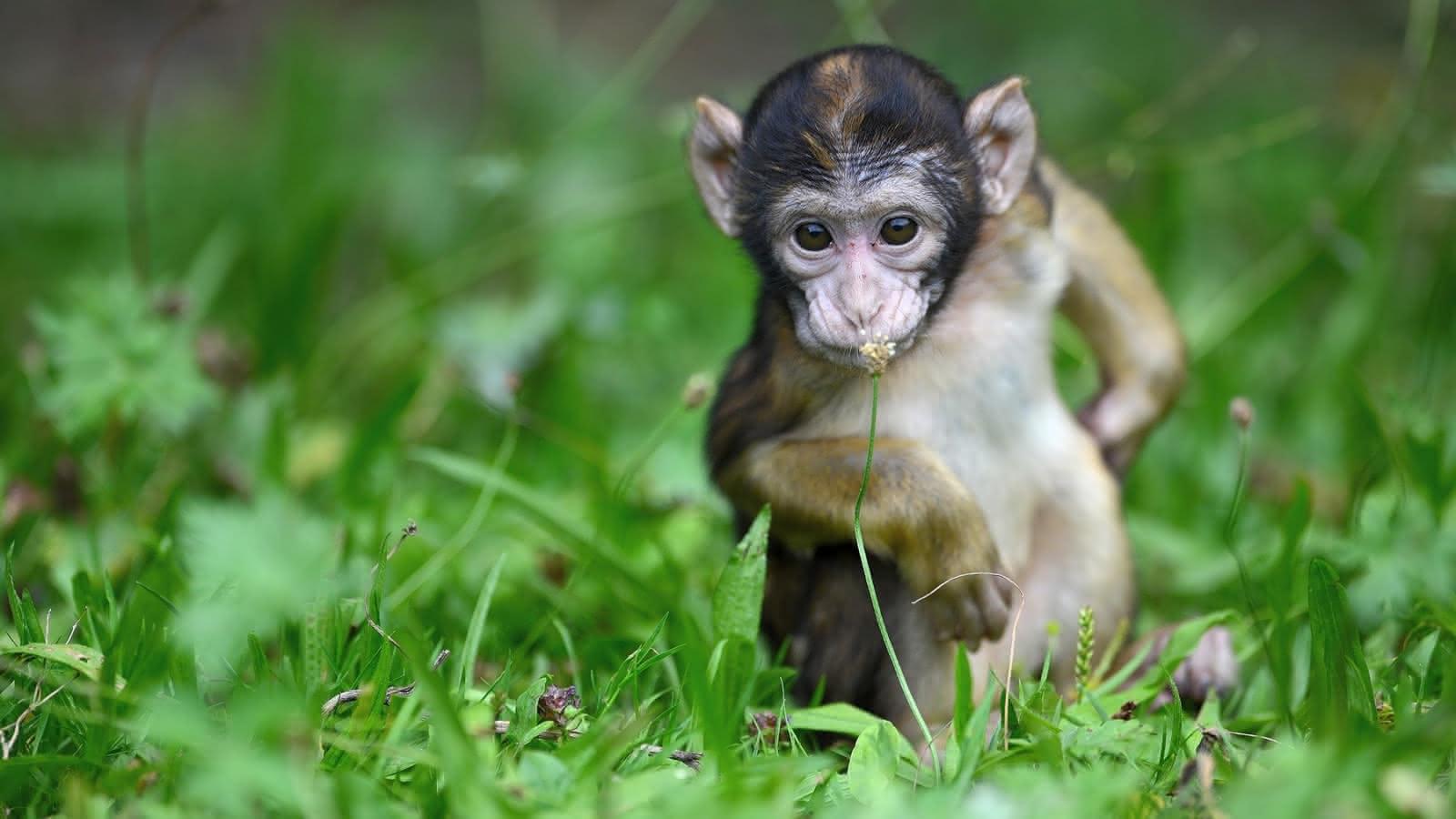 Le bain des singes est-il moins cher au Japon ?