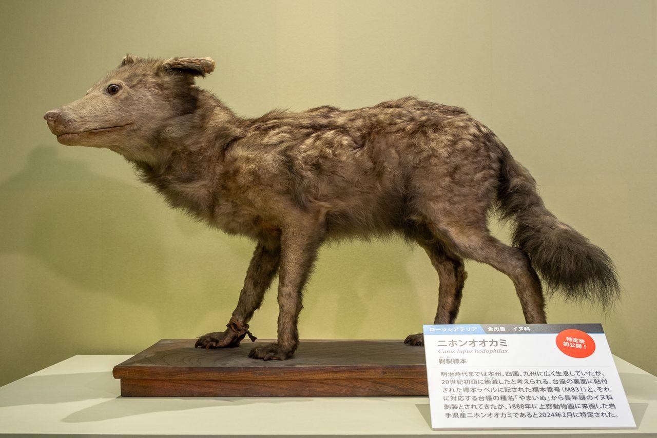 Quel est le nom japonais du loup ?