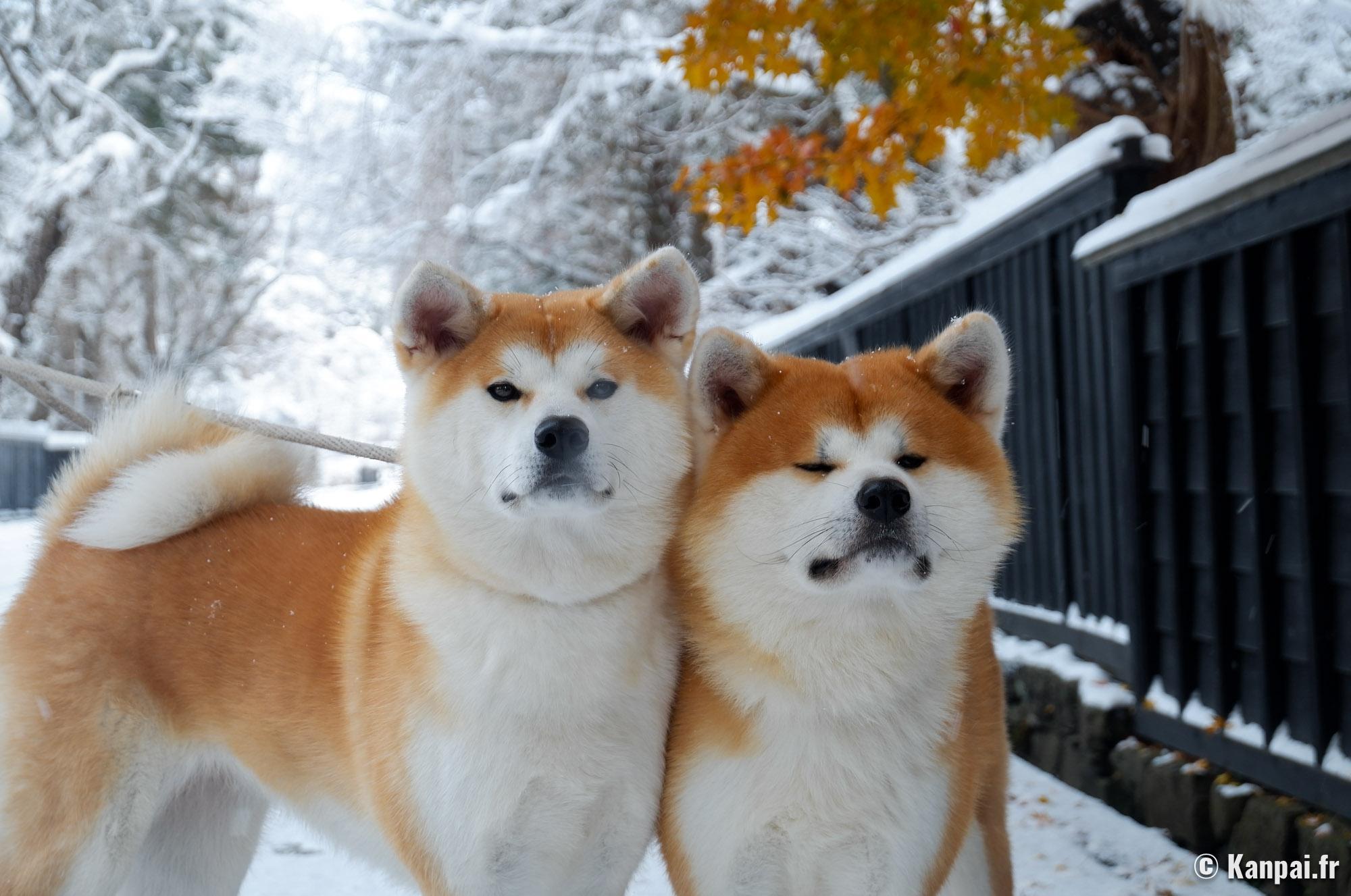 Quel est l’animal de compagnie national au Japon ?
