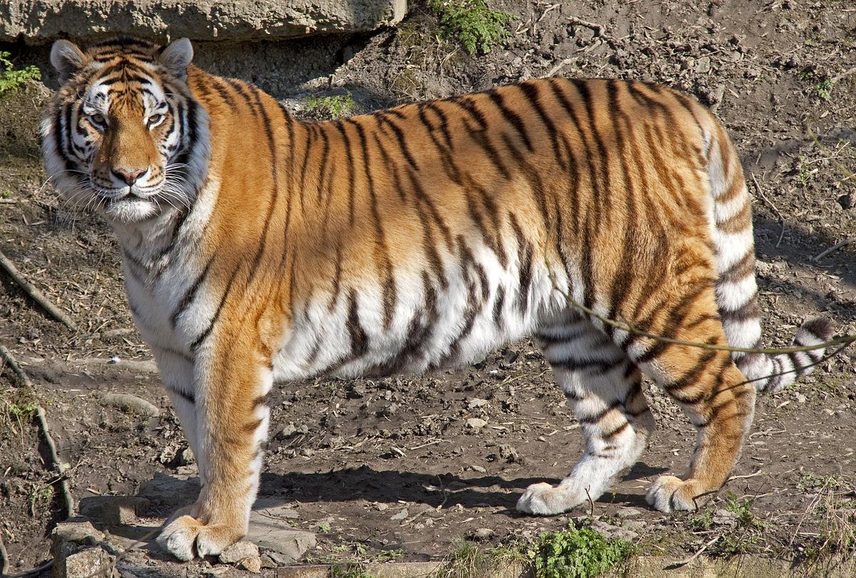 Est-ce qu’il y a des tigres au Japon ?