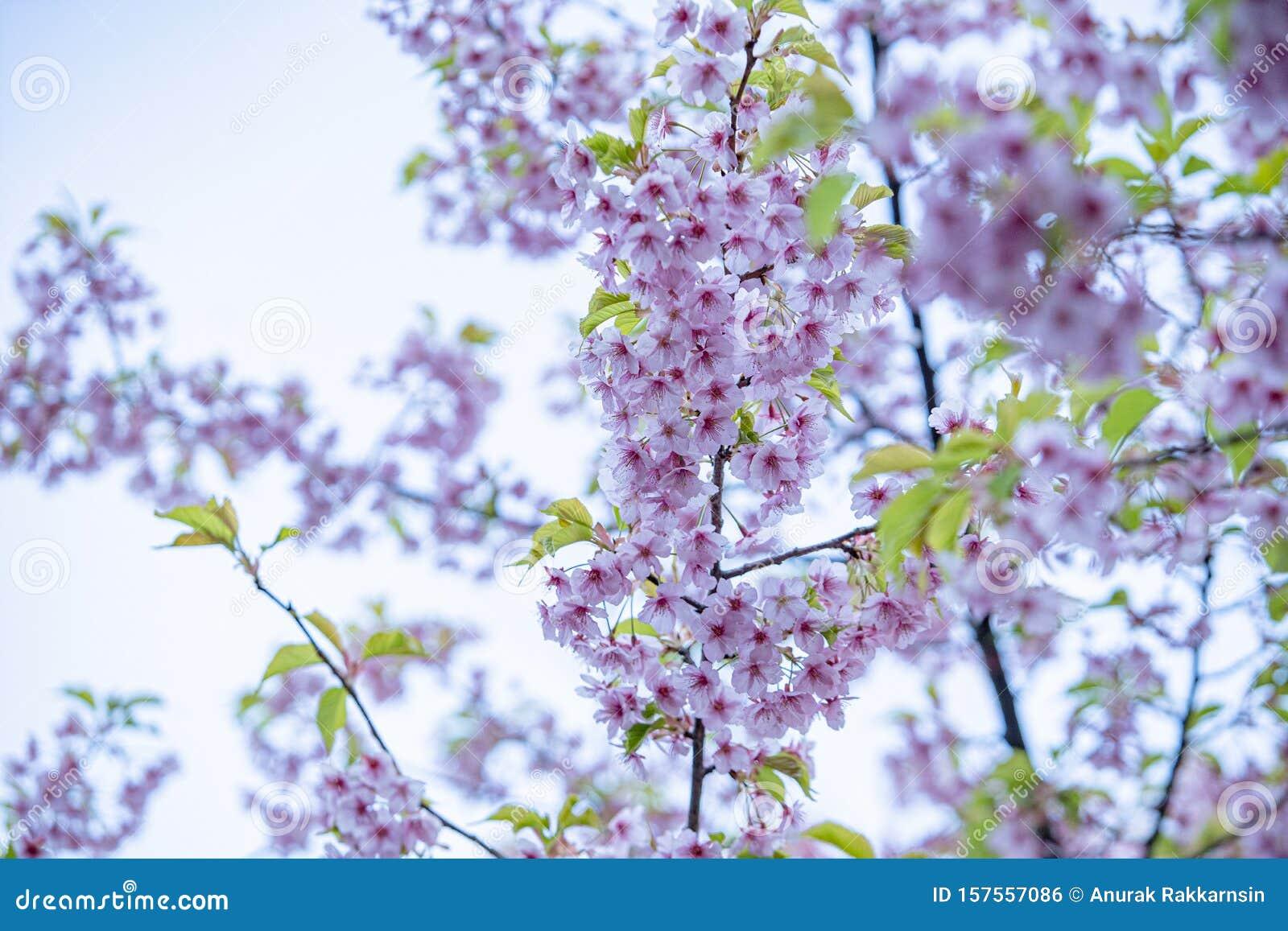 Le violet est-il offensant au Japon ?
