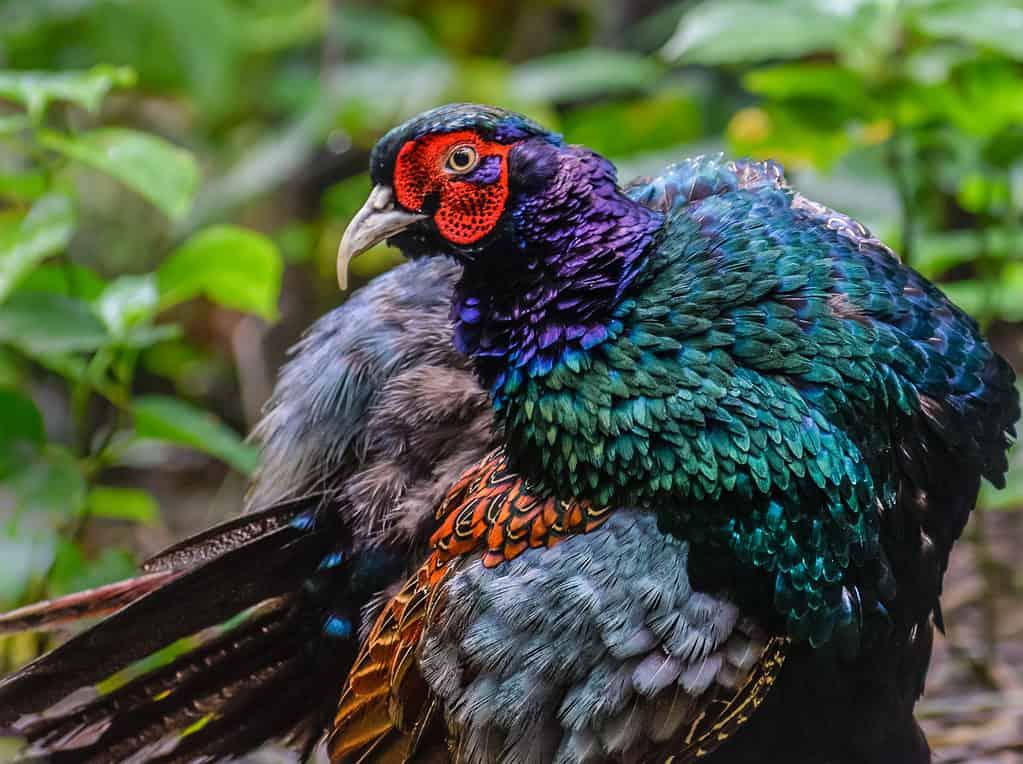 Quel est l’animal national du Japon ?