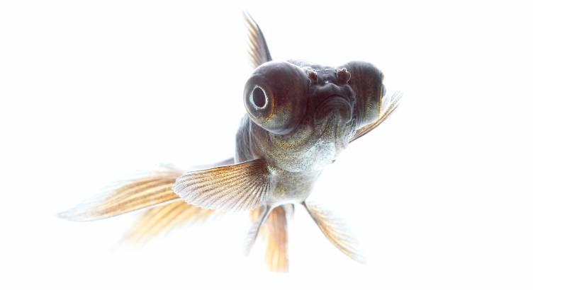 Les Japonais mangent-ils du poisson tous les jours ?