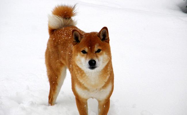 À quelle race appartiennent les Japonais ?