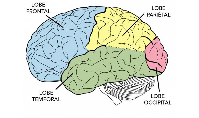 Qu’arrive-t-il à votre cerveau lorsque vous apprenez le japonais ?